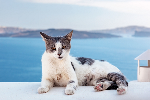 Aegean Cat