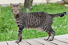 Egyptian Mau Cat