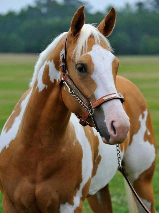 American Paint Horse