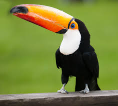 Toucan Bird