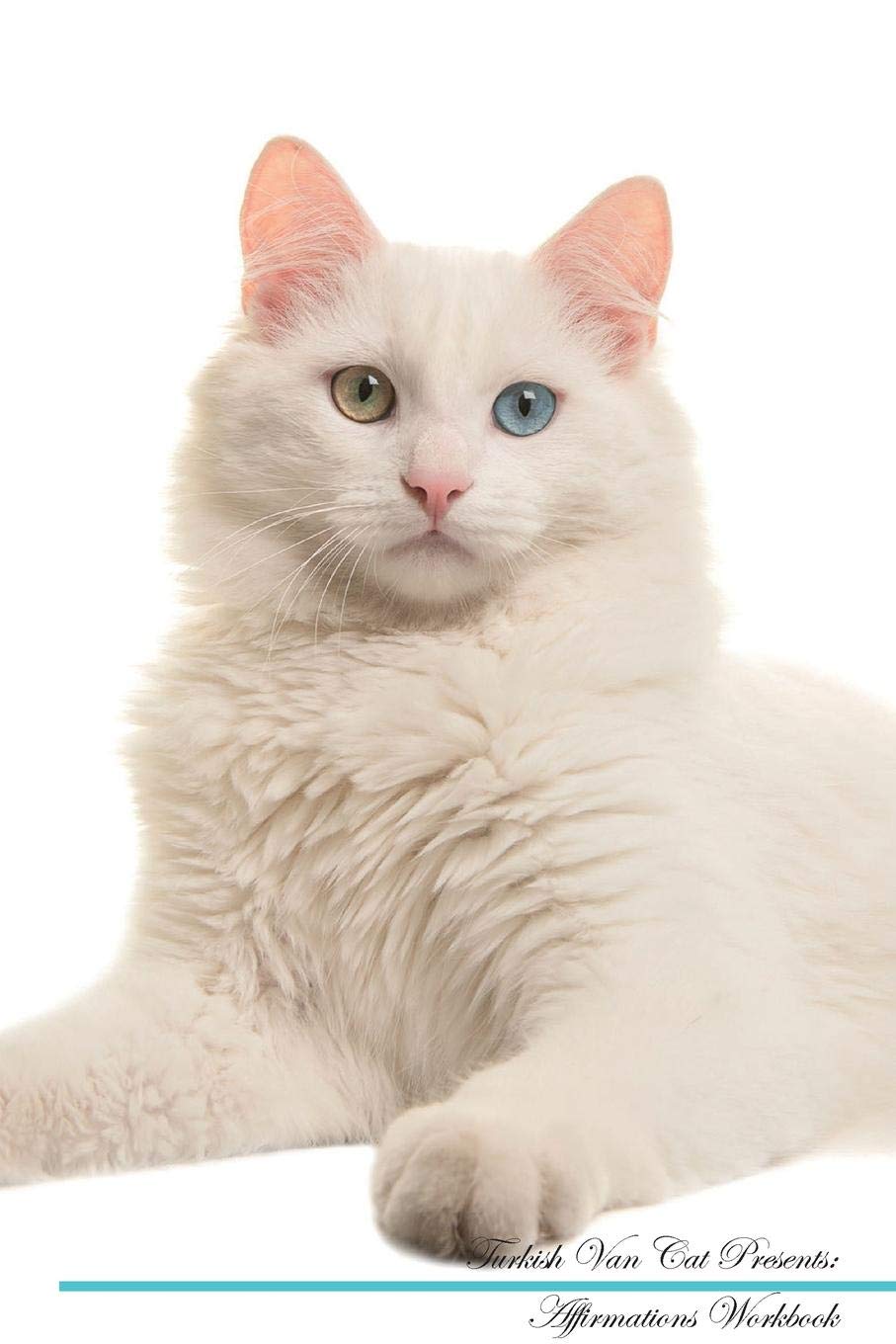 Turkish Van Cat