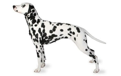 Dalmatian Dog