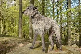 Deerhound Dog