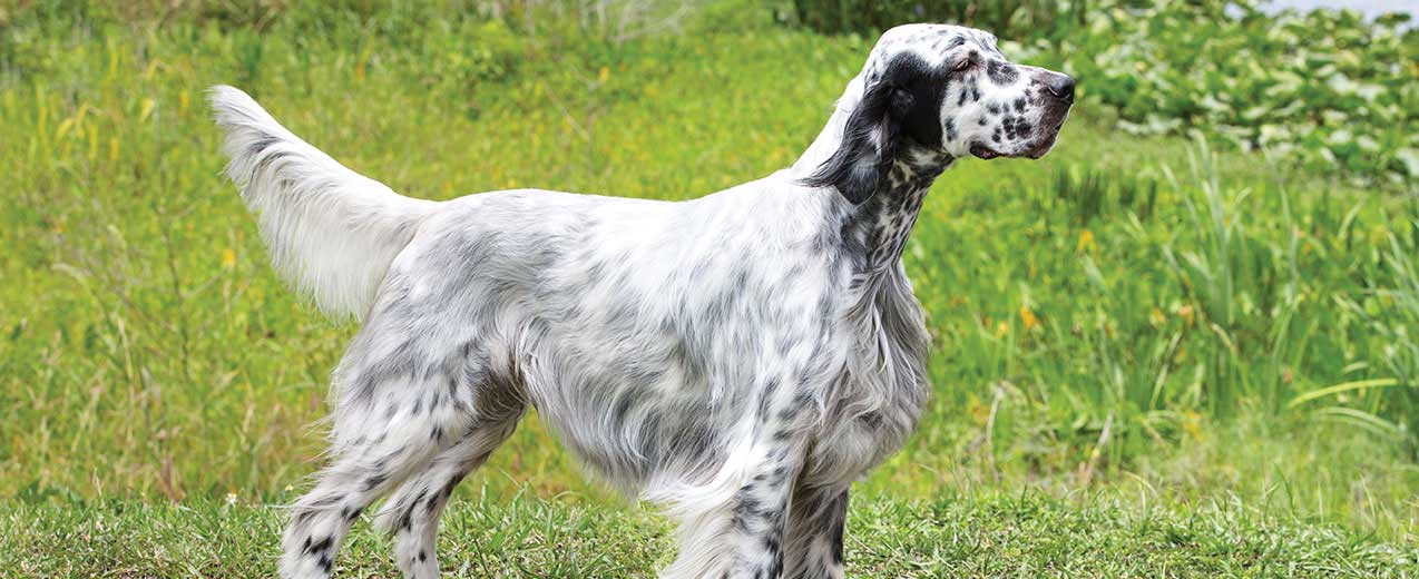 English Setter Dog