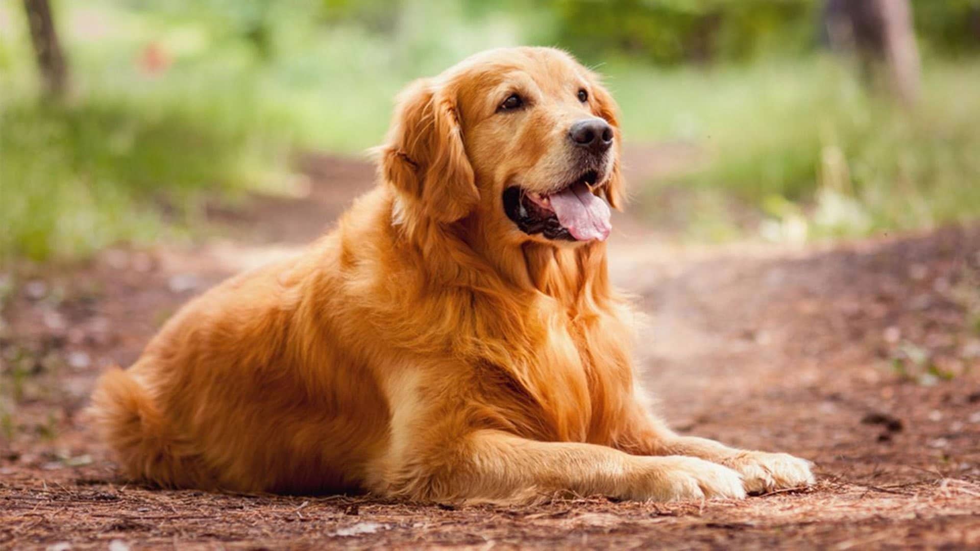 Golden Retriever Dog