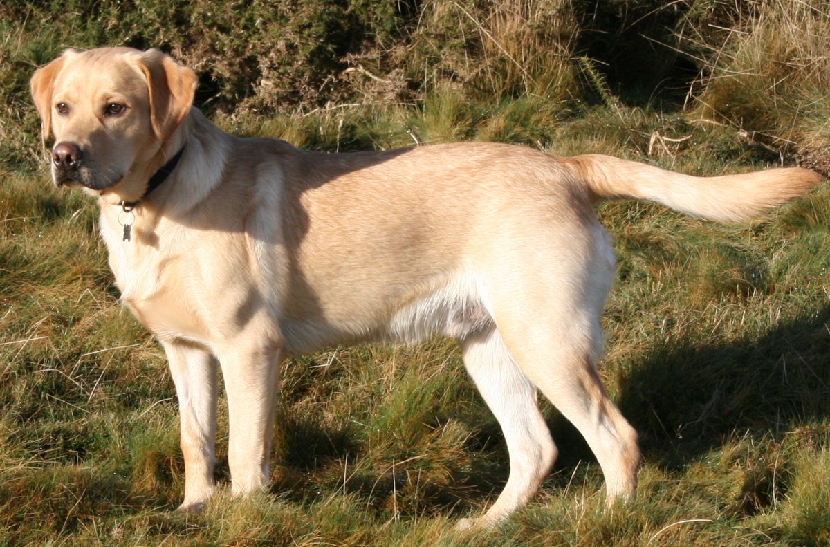 Labrador Dog